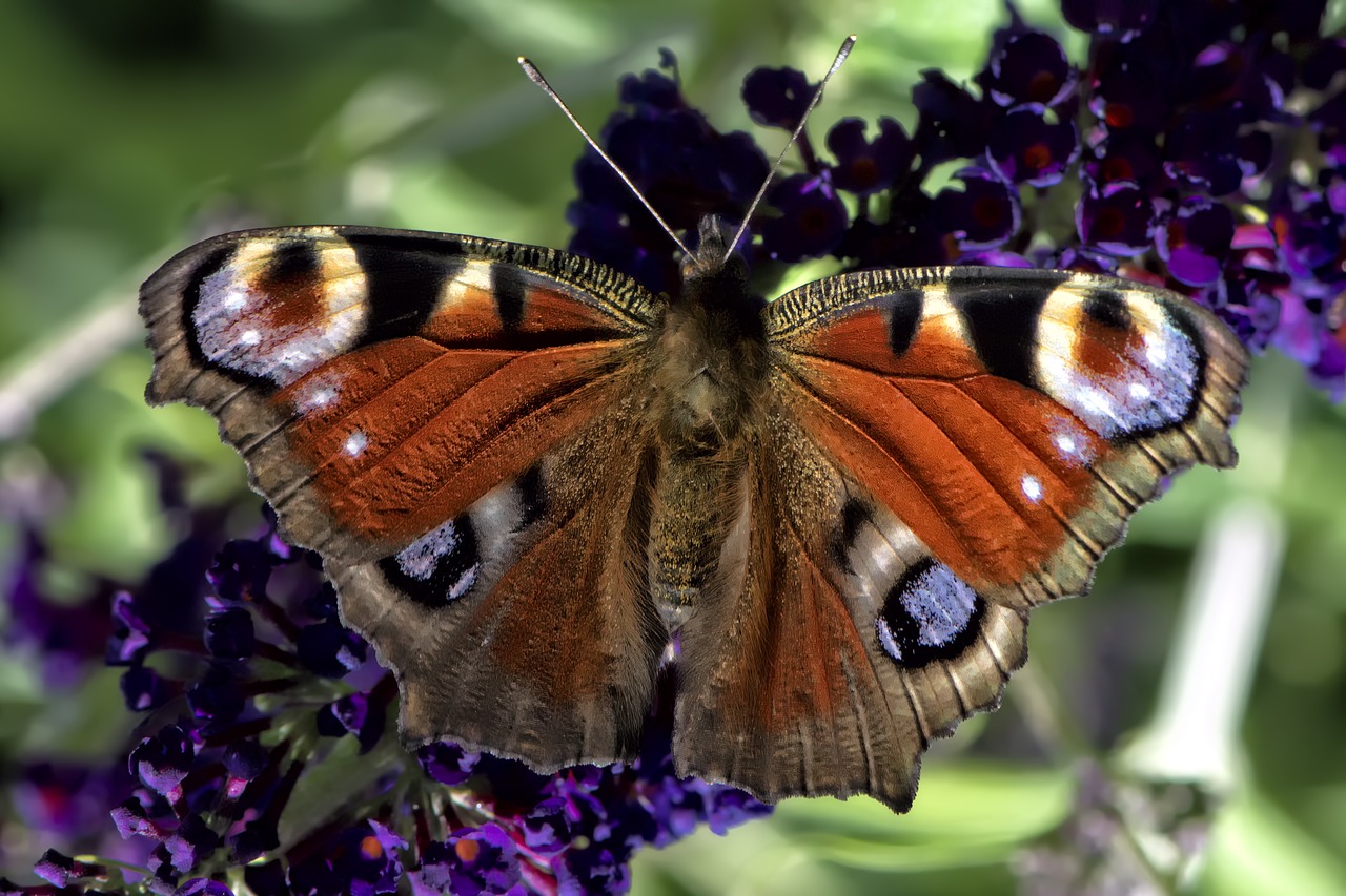 Image - insect butterfly macro garden