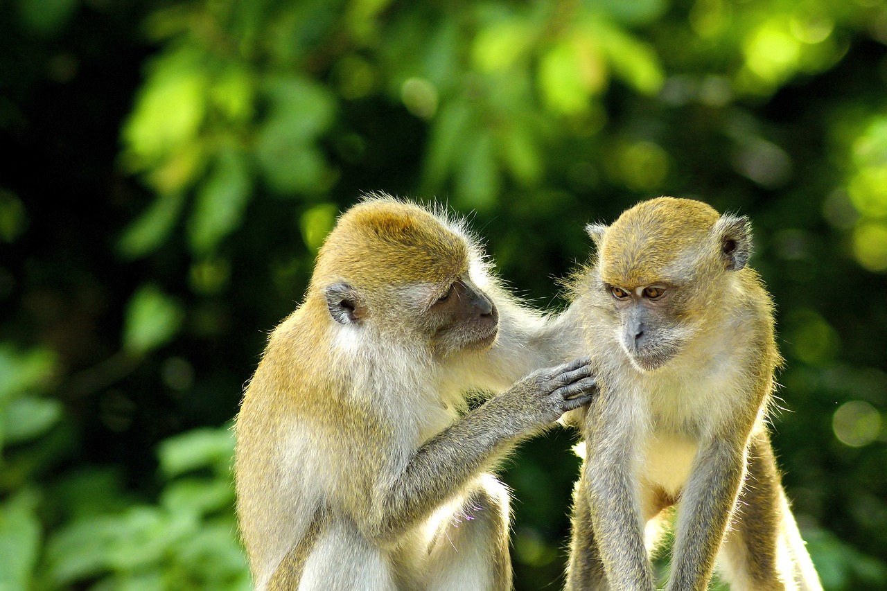 Image - monkey animal love baby wildlife