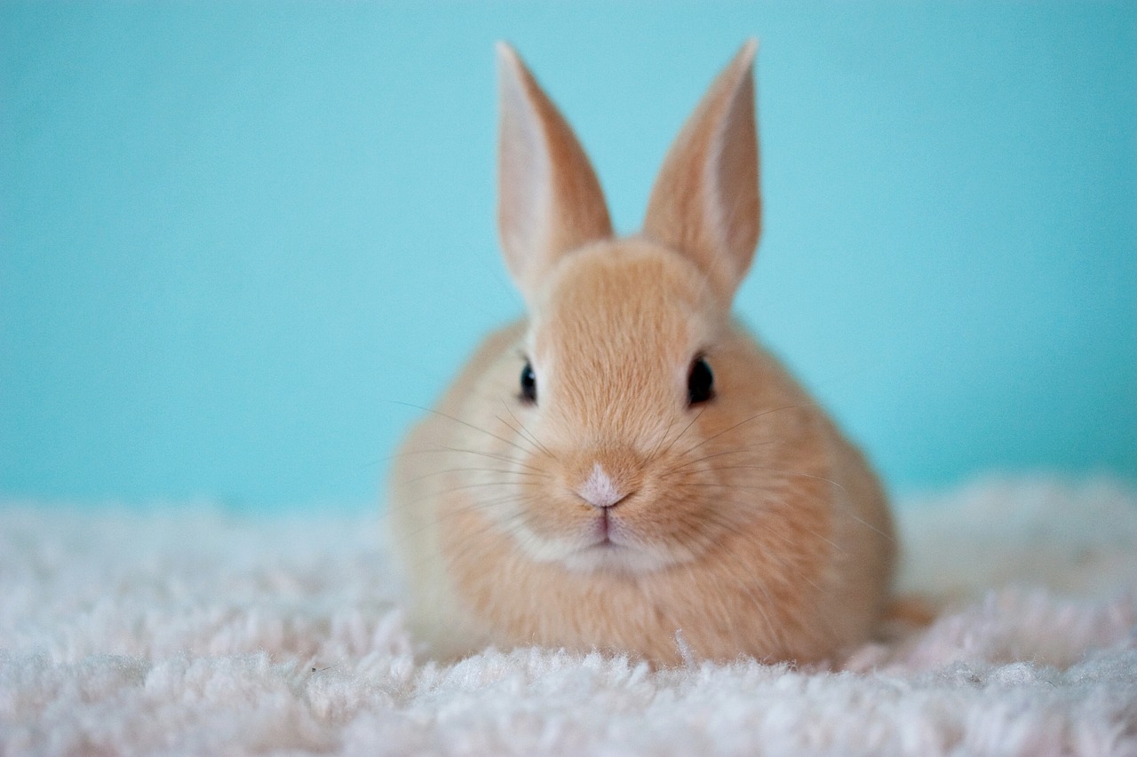 Image - cute baby bunny rabbit pet easter