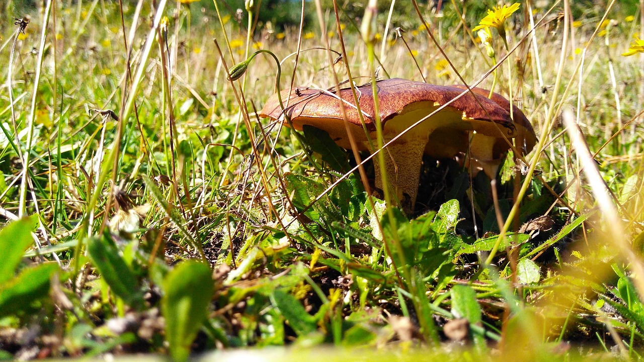 Image - callampa fungus prado fungi