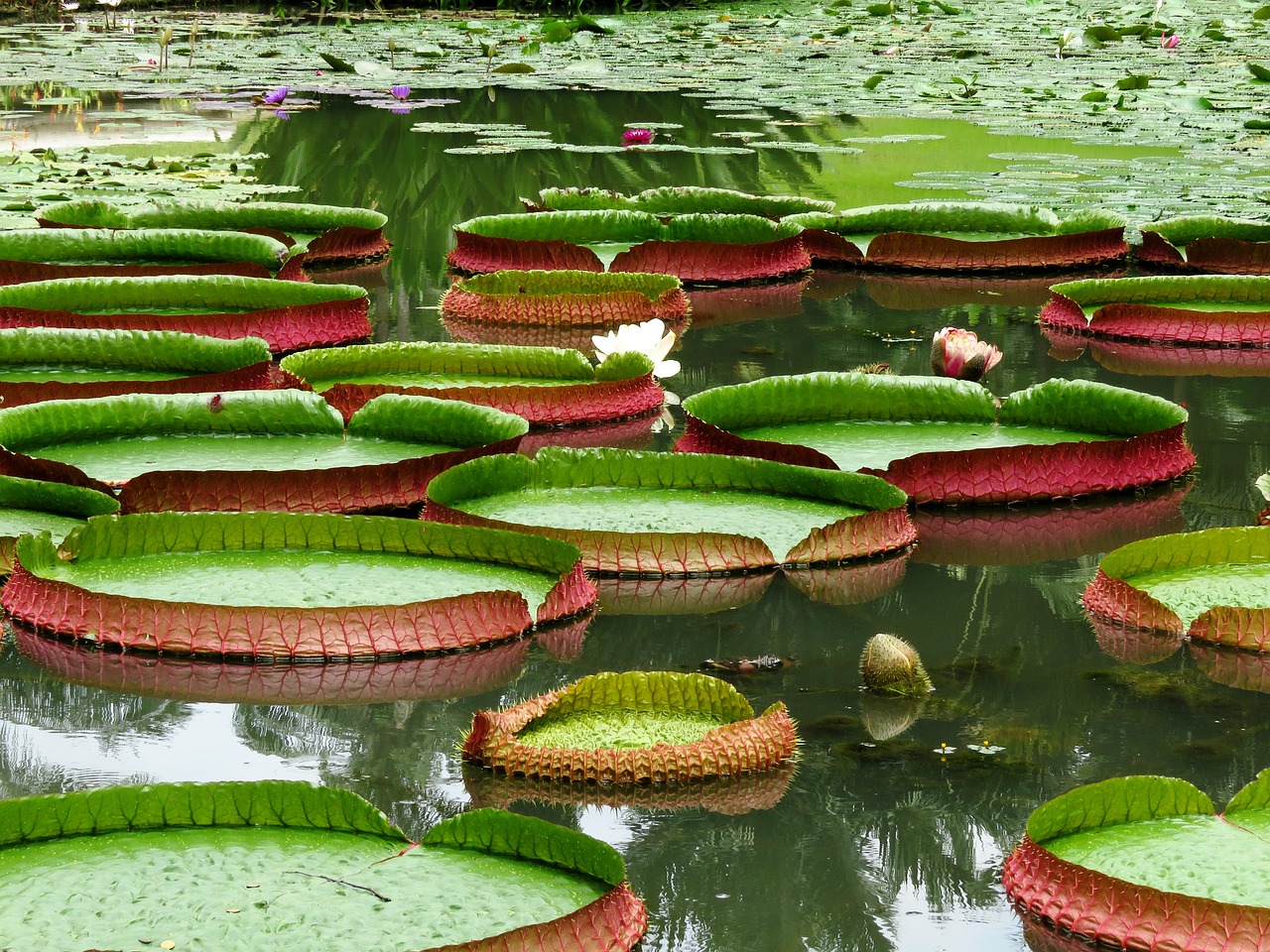 Image - water lotus leaf lilly lilly leaf