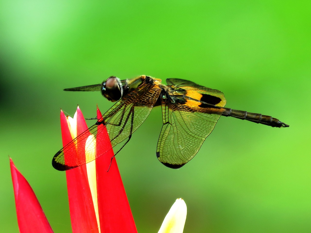 Image - dragon fly macro flower sitting