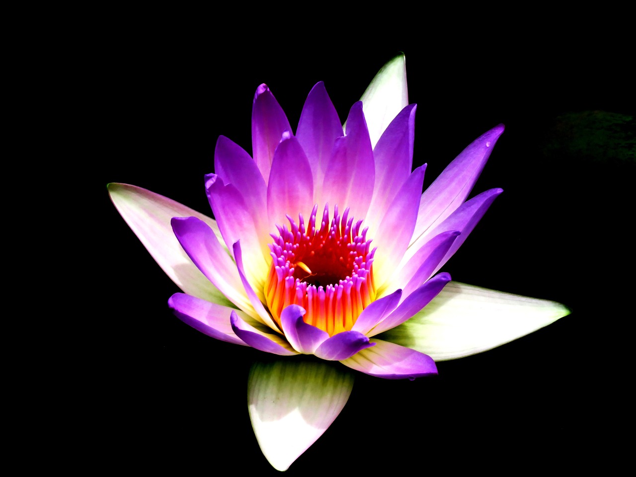 Image - lily flower macro beautiful flower