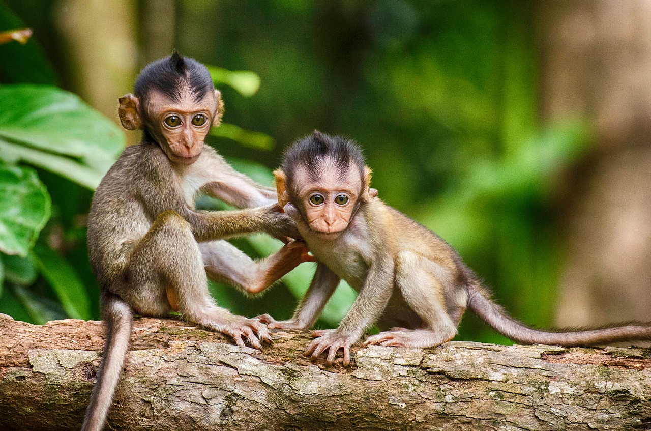 Image - monkey mammal primate animal