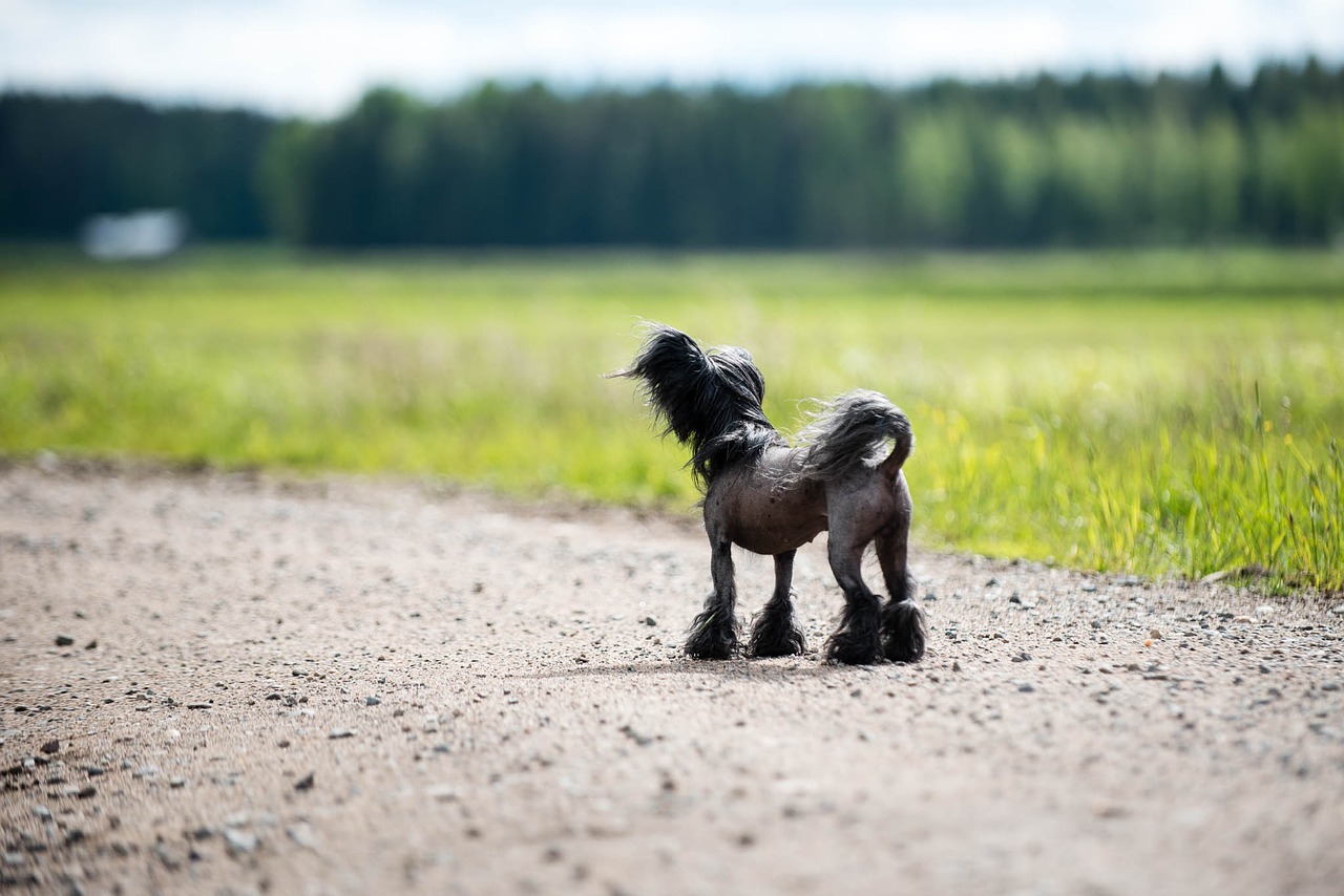 Image - dog summer chinese crested