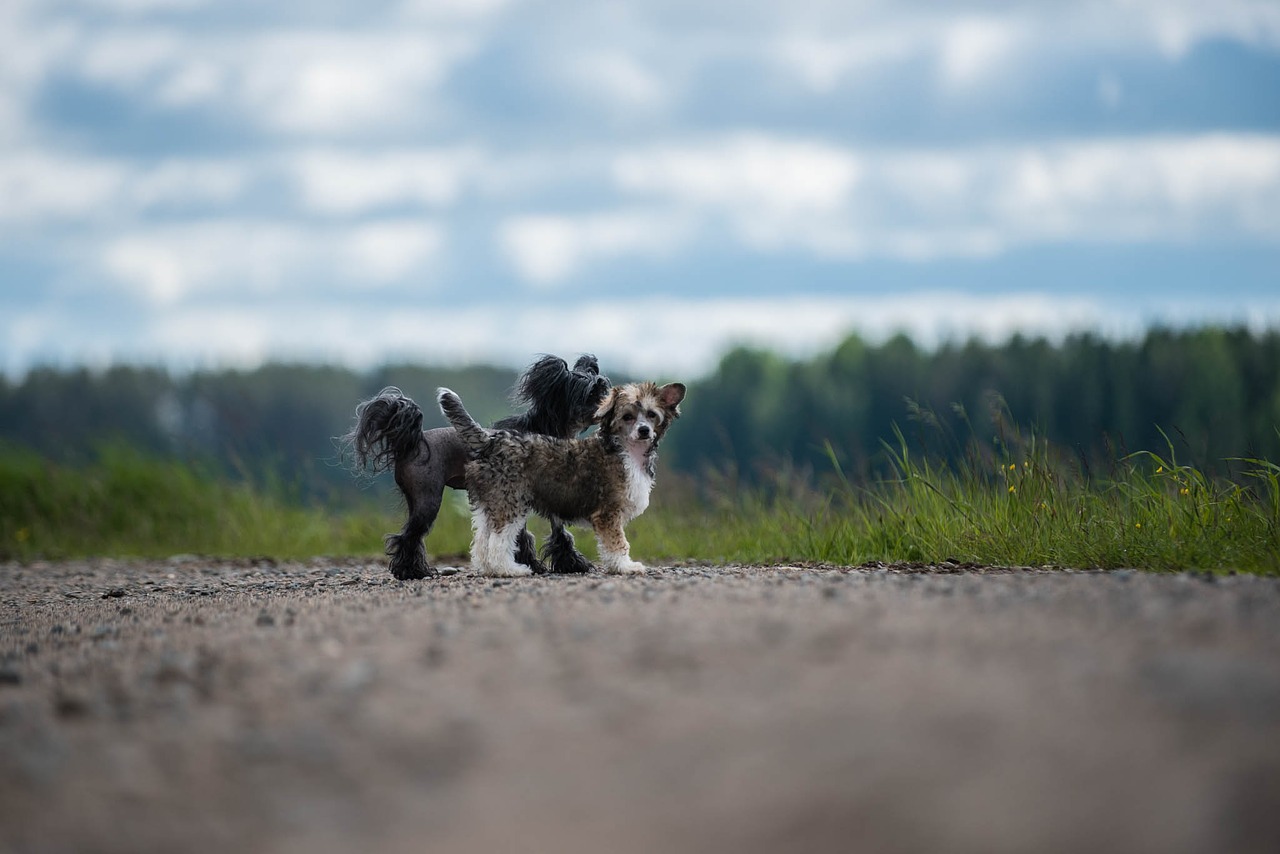 Image - dogs summer chinese crested the