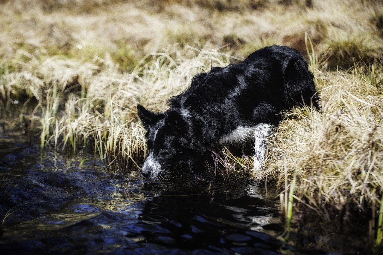 Image - dog frog border collie working dog