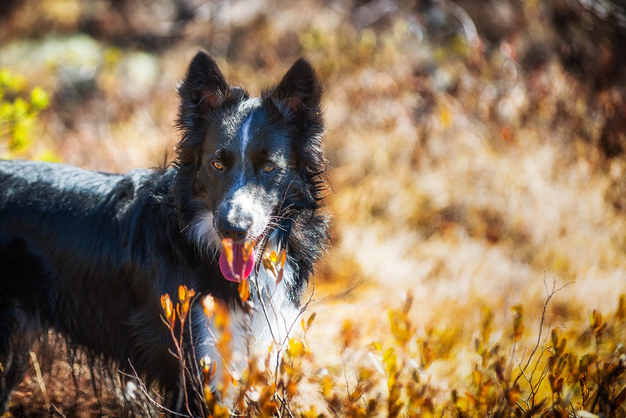 Image - dog border collie swamp working dog