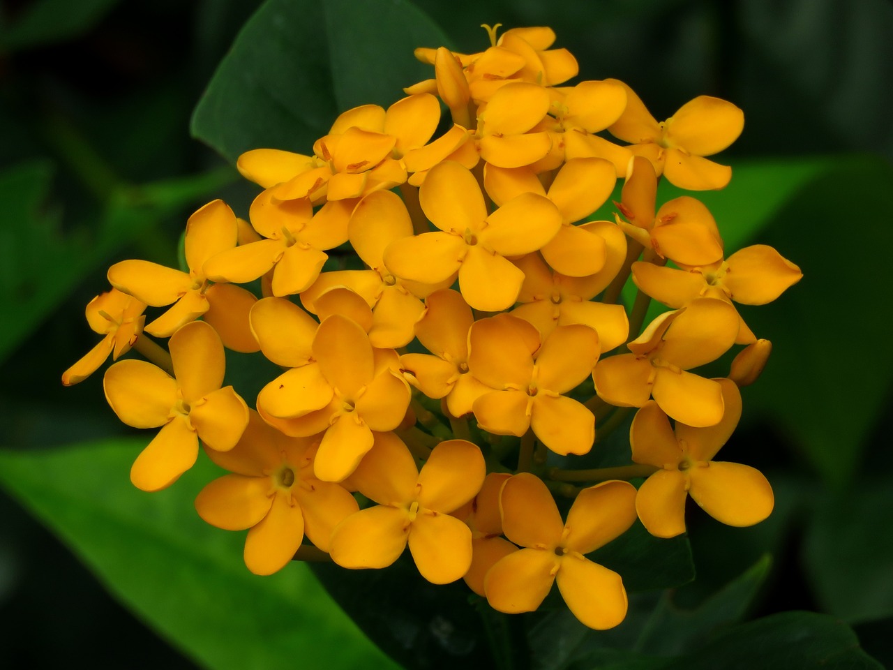 Image - yellow flower fresh green leaf