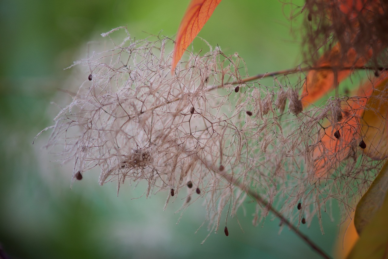 Image - tree nature fluffy flowering