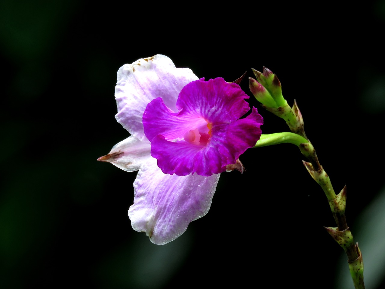 Image - flower single pink flower nature