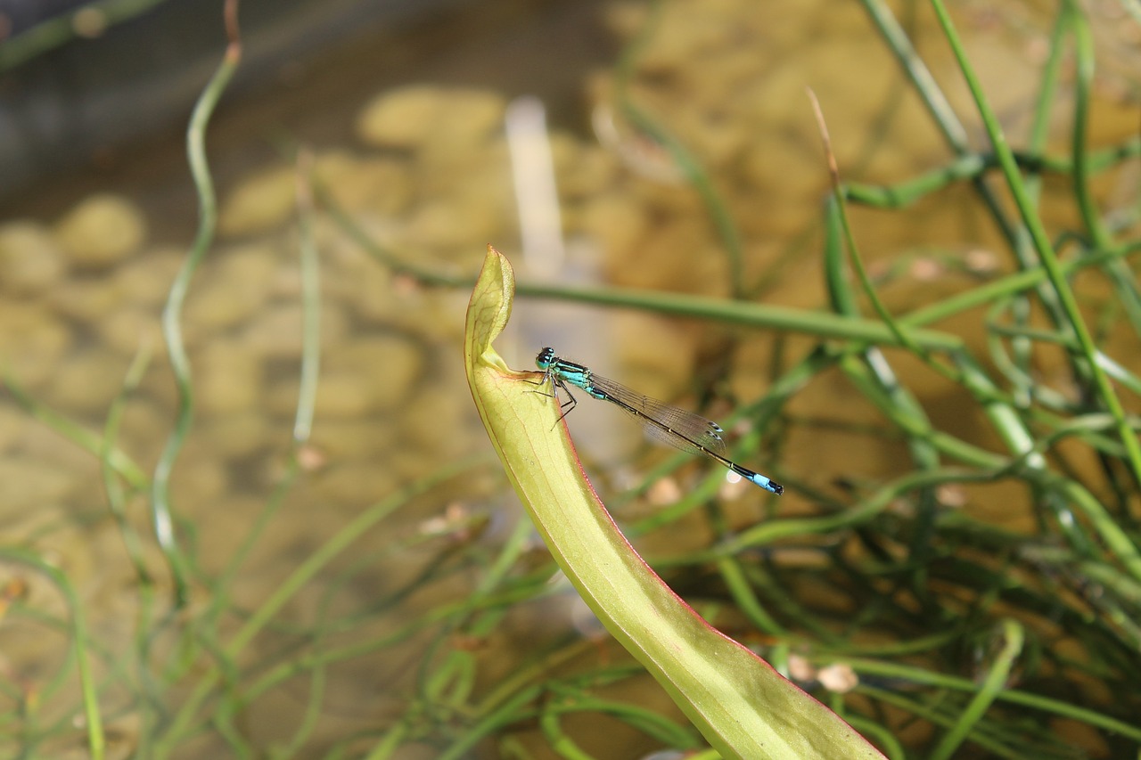 Image - dragonfly pond insect nature water