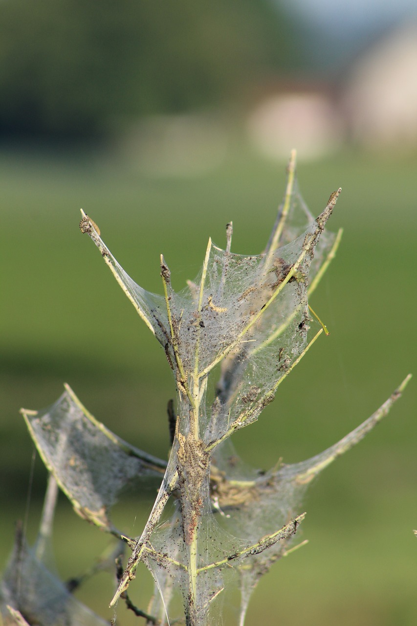 Image - spider tree cobweb forest nature