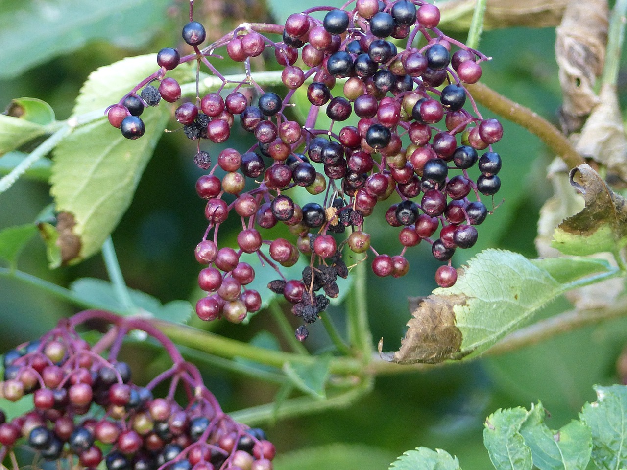 Image - berries bush nature red plant
