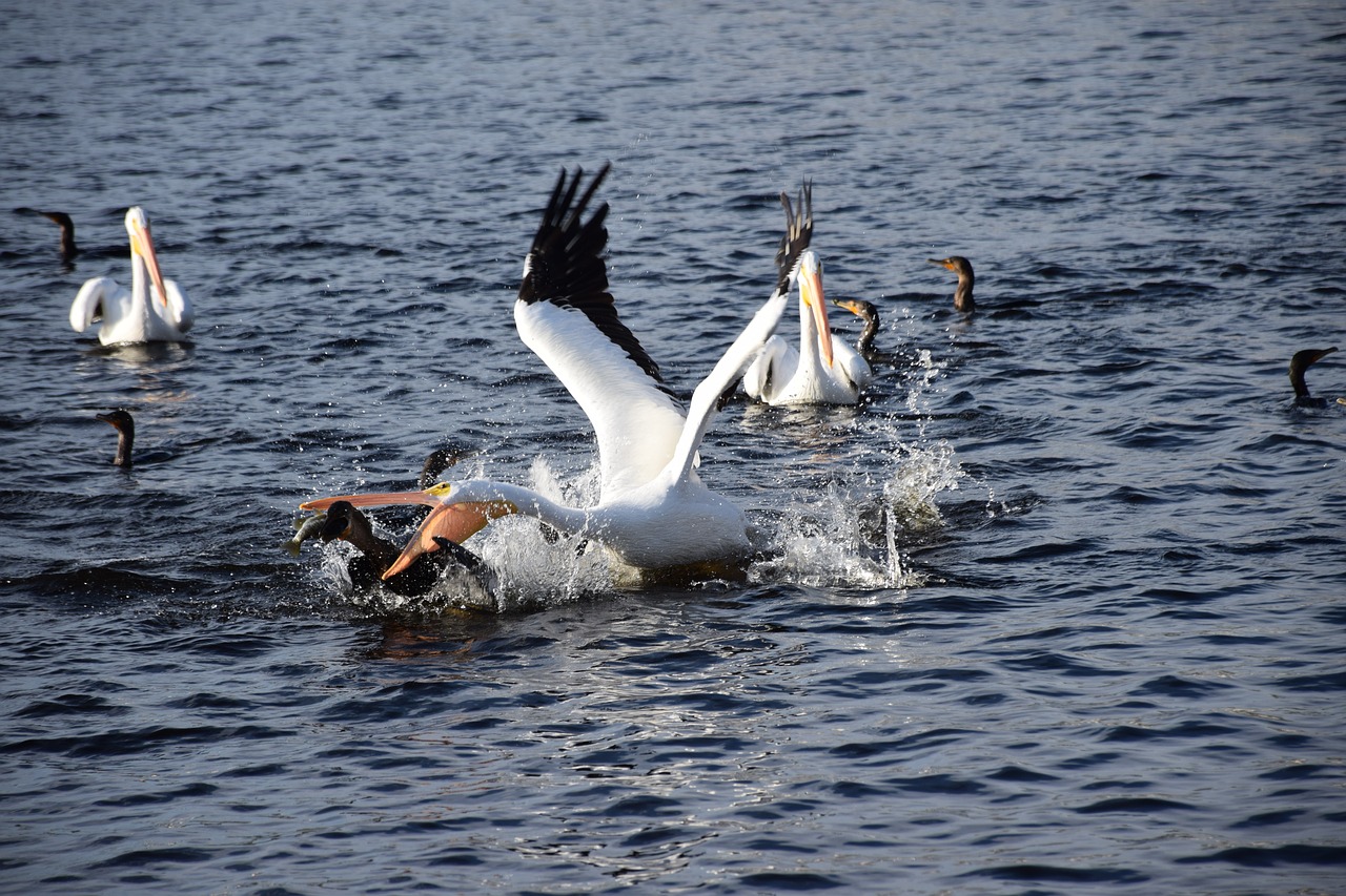 Image - pelican fishing action dramatic