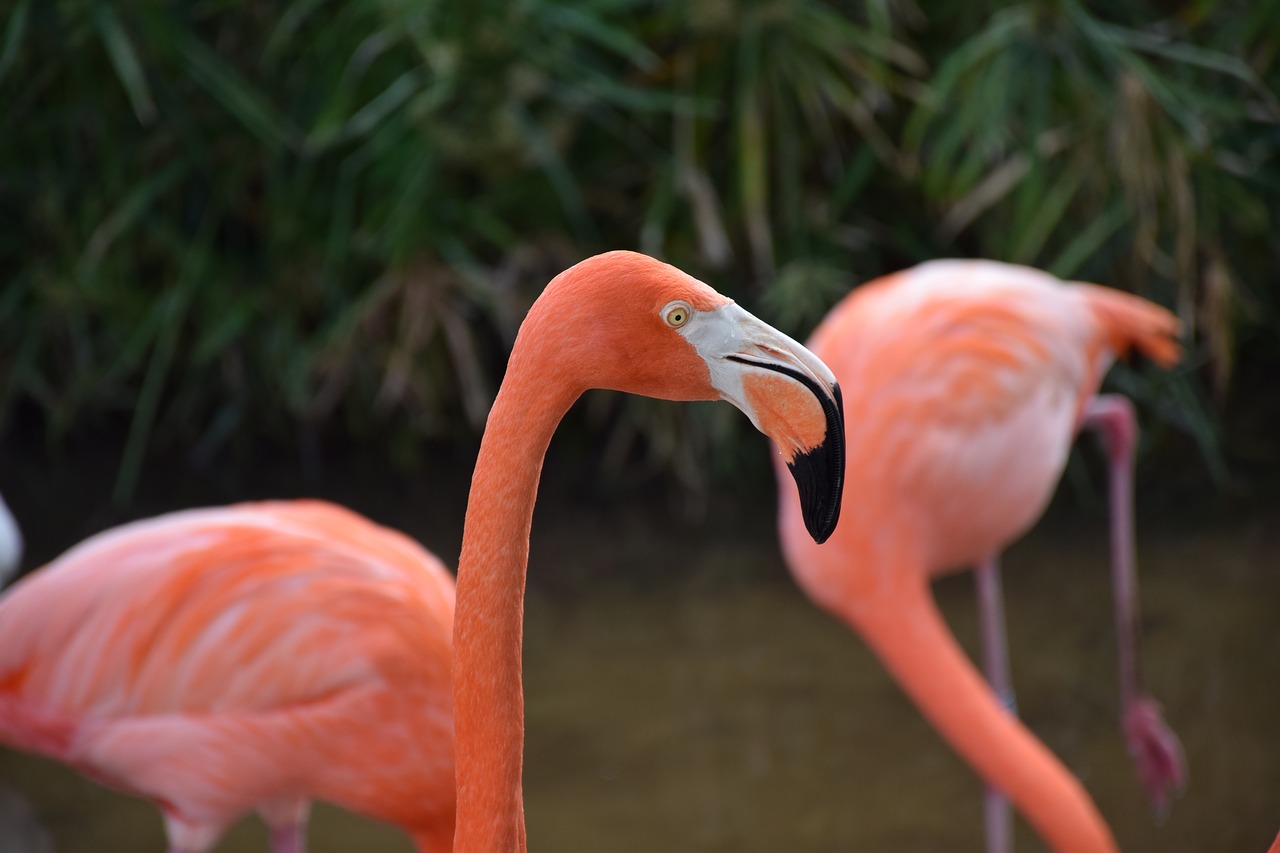 Image - flamingo portrait head closeup