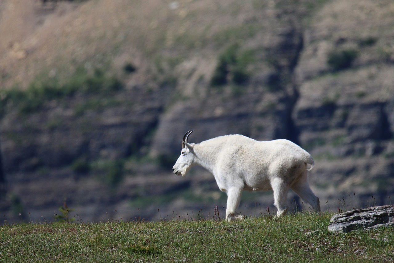 Image - mountain goat goat glacier park