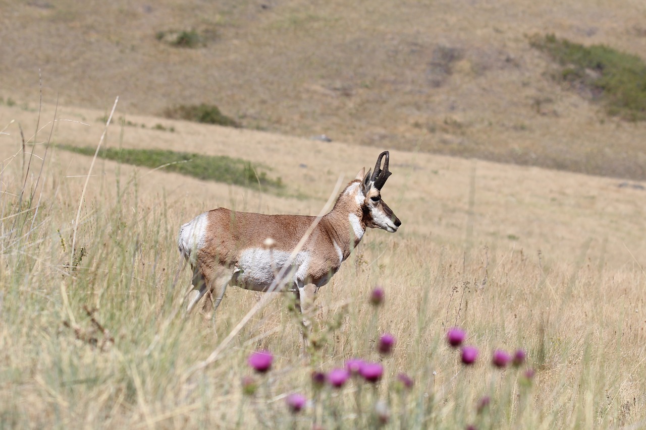 Image - pronghorn antelope antelope