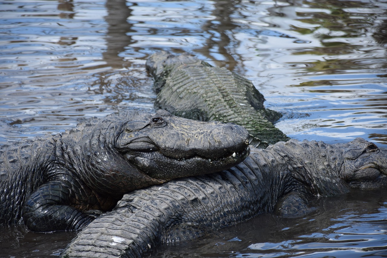 Image - alligator closeup smiling gators