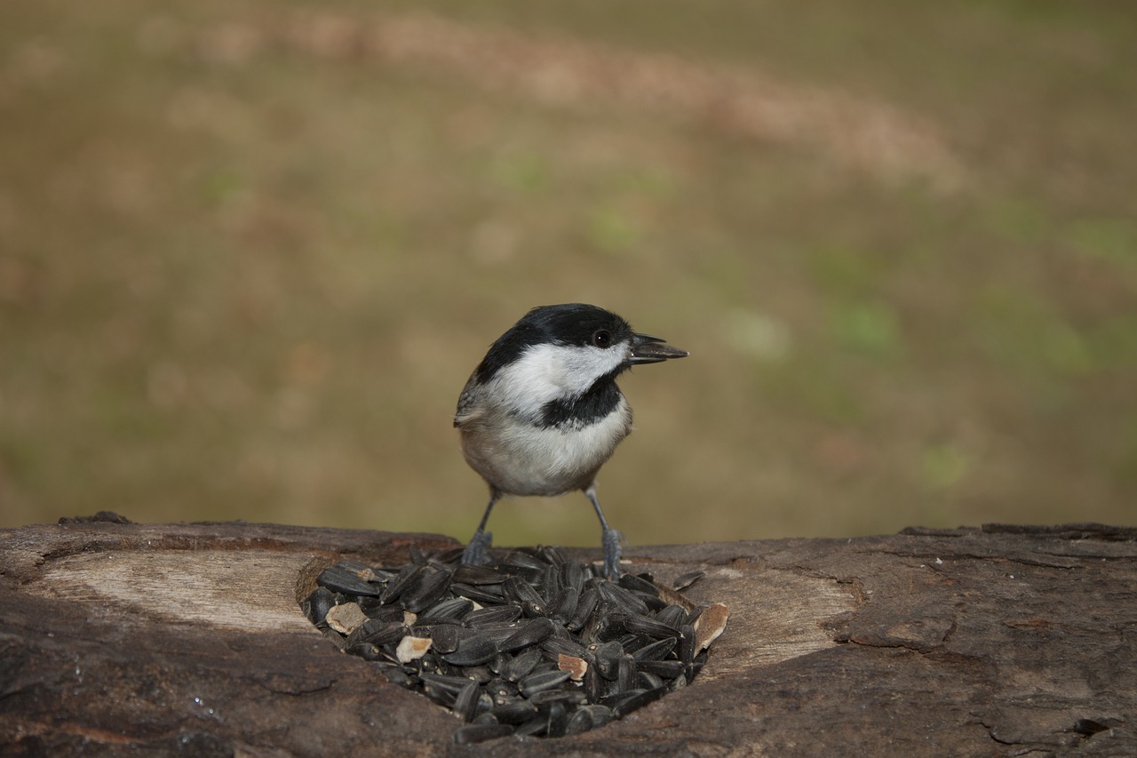 Image - carolina chickadee bird chickadee