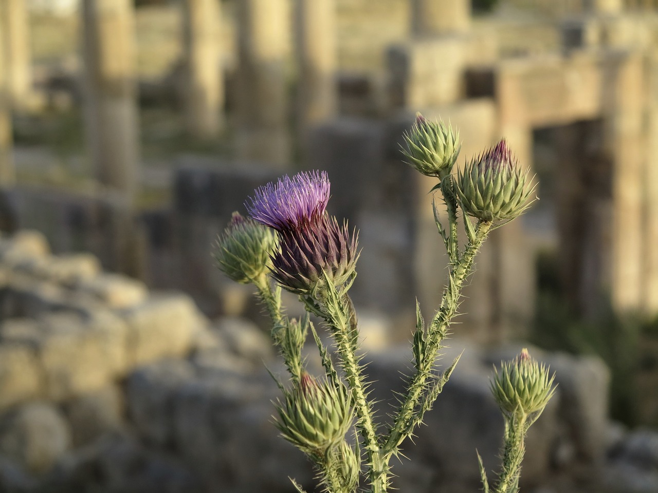 Image - thistle green purple prickly close