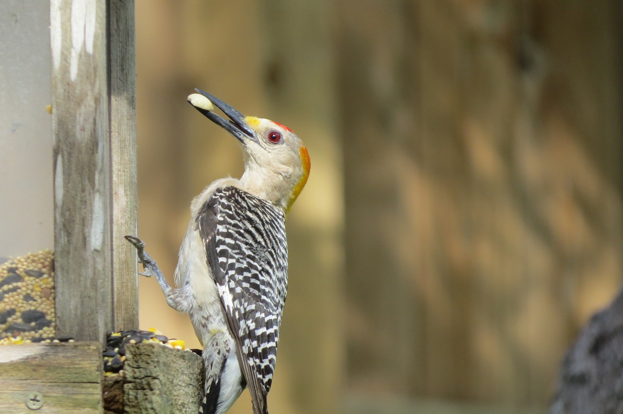 Image - bird wildlife colorful woodpecker