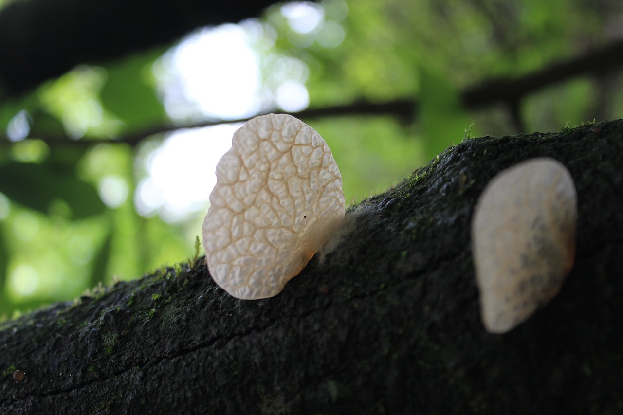 Image - bridge of god querétaro nature fungi