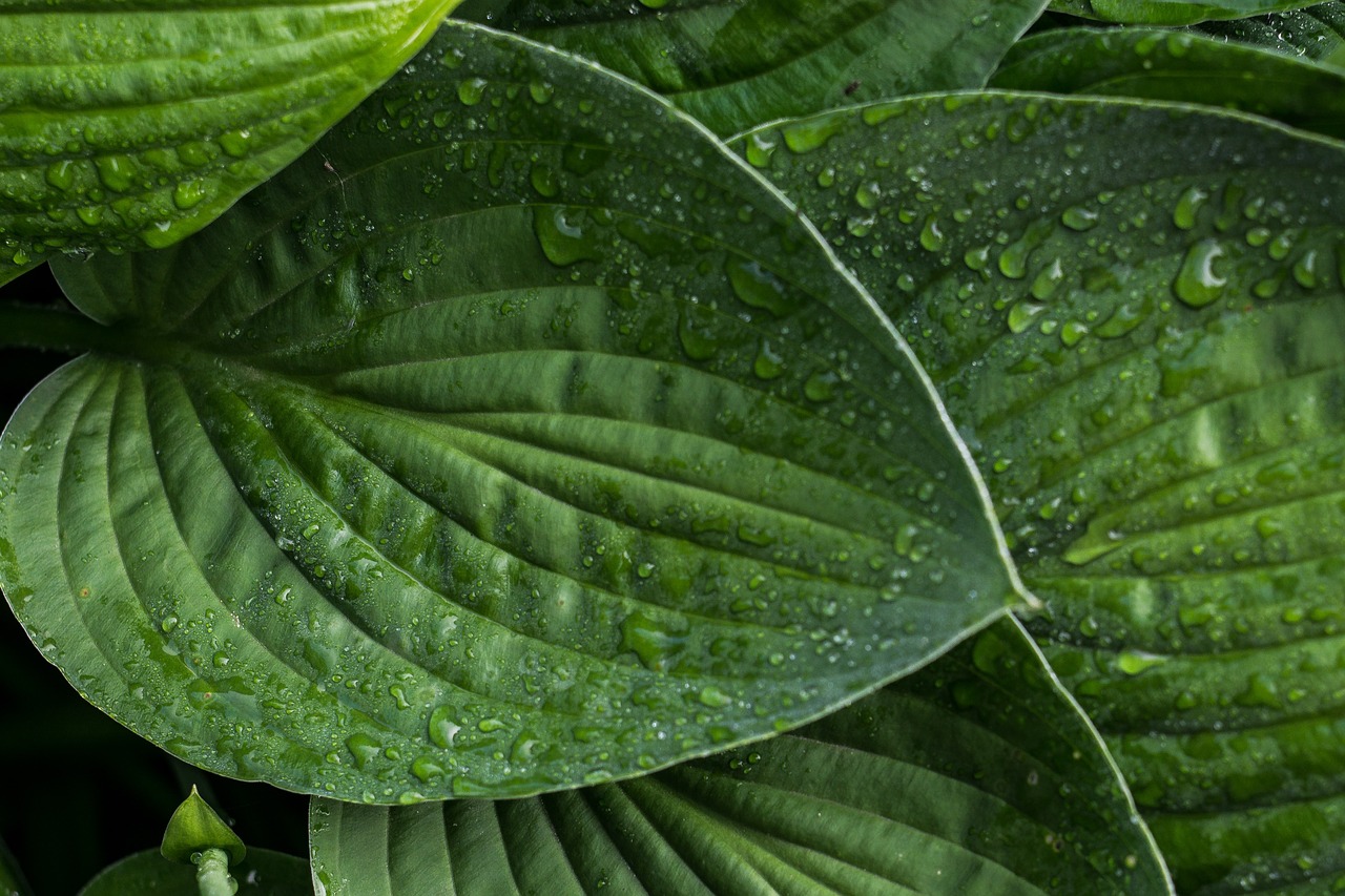 Image - leaf green drops of water