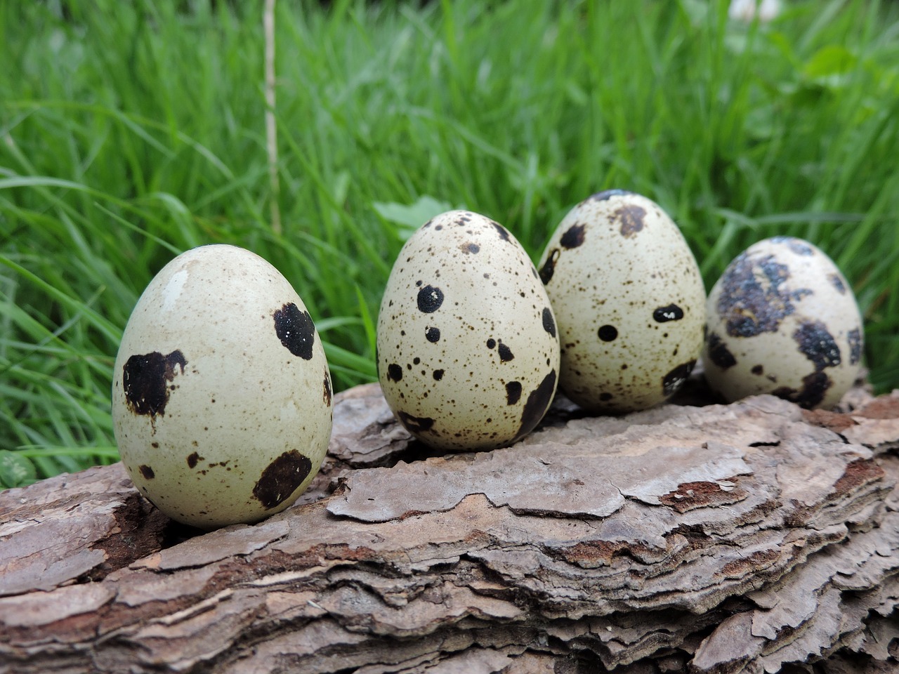 Image - quail eggs spotted lined up bark