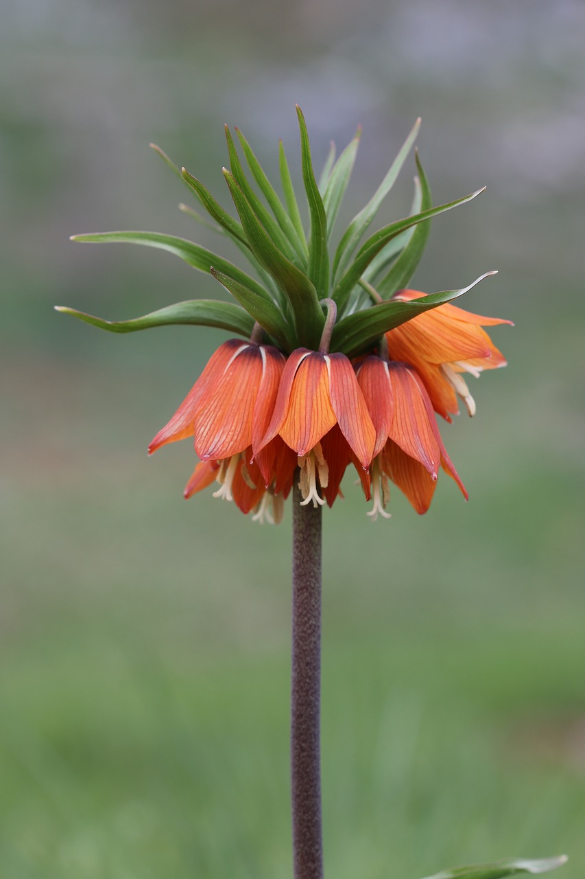 Image - tulips reverse tulip flower plant