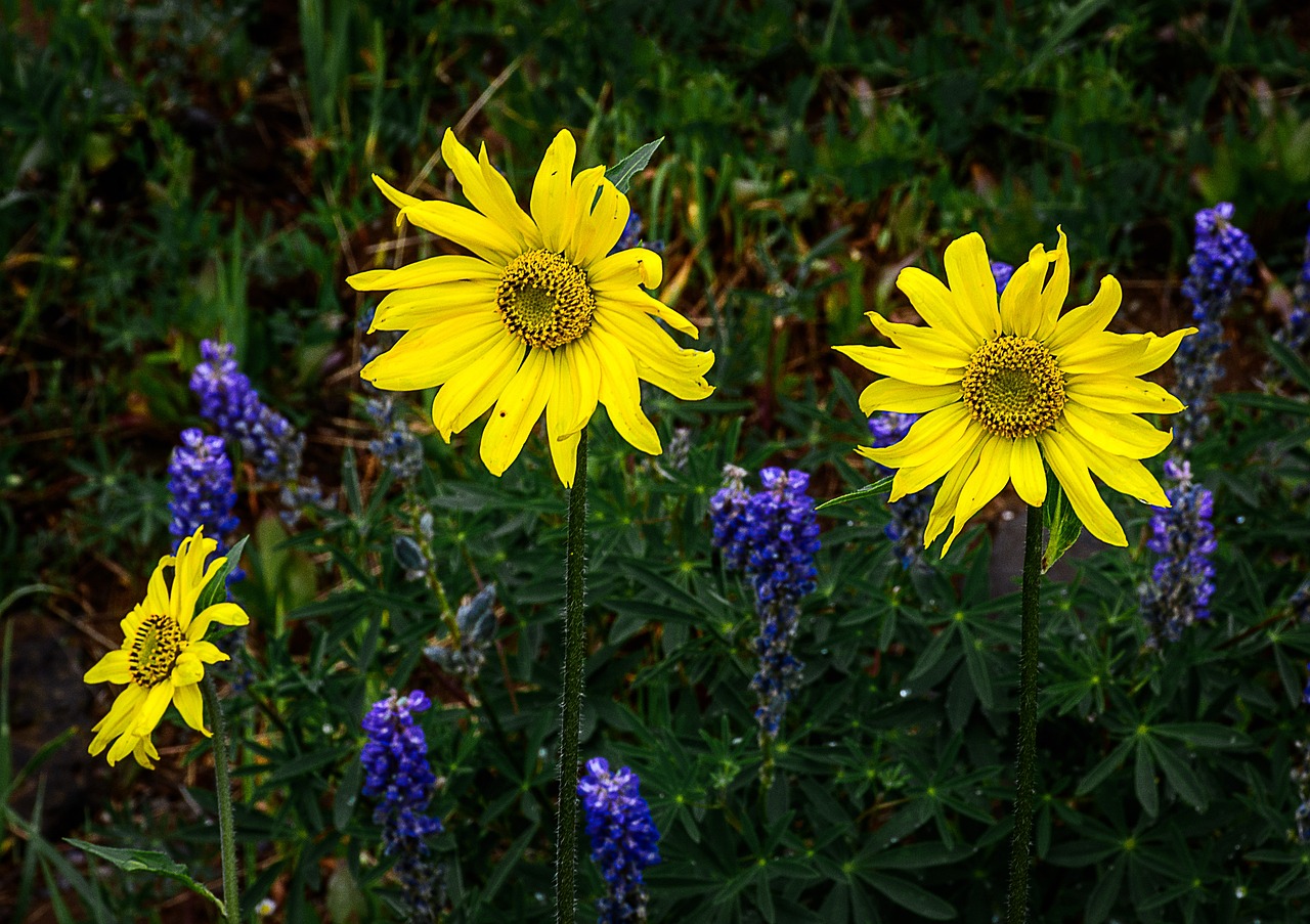 Image - wildflowers colorado west