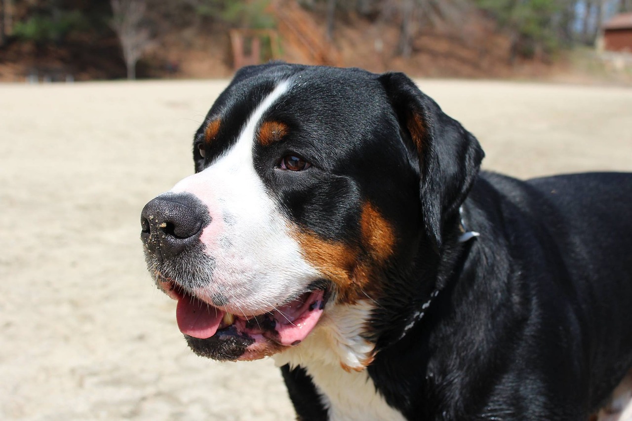 Image - dog beach pet summer animal sand