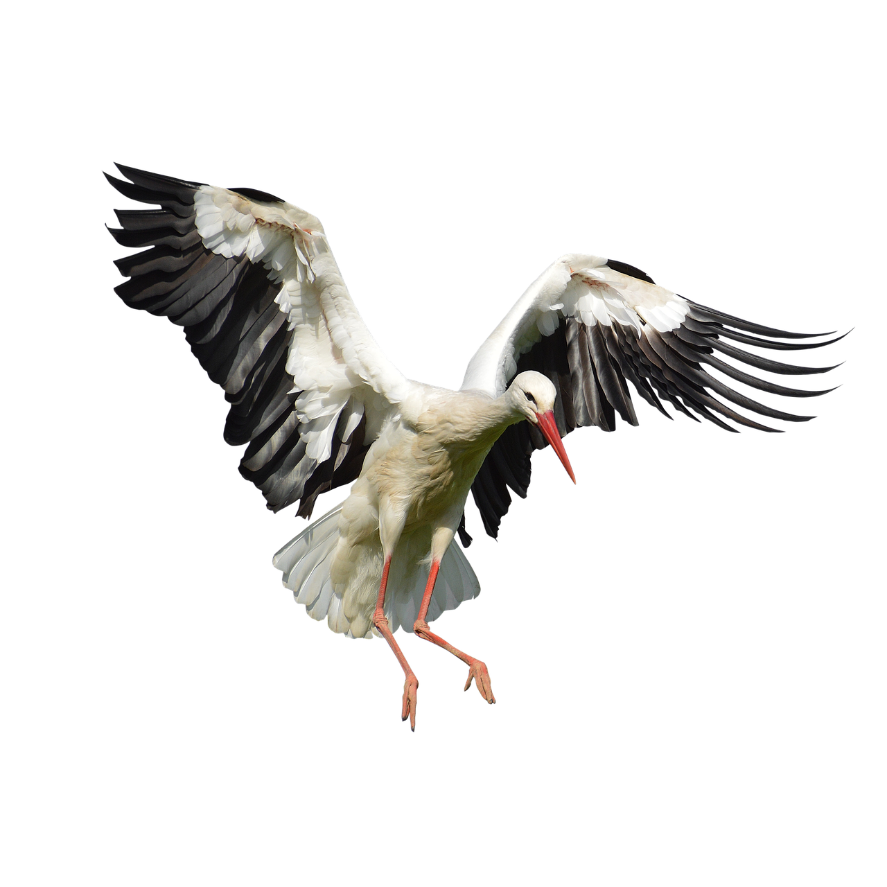 Image - stork ave animals wings