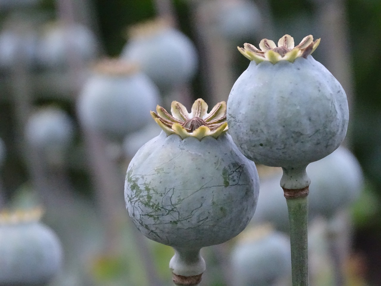 Image - poppy poppy capsules seeds