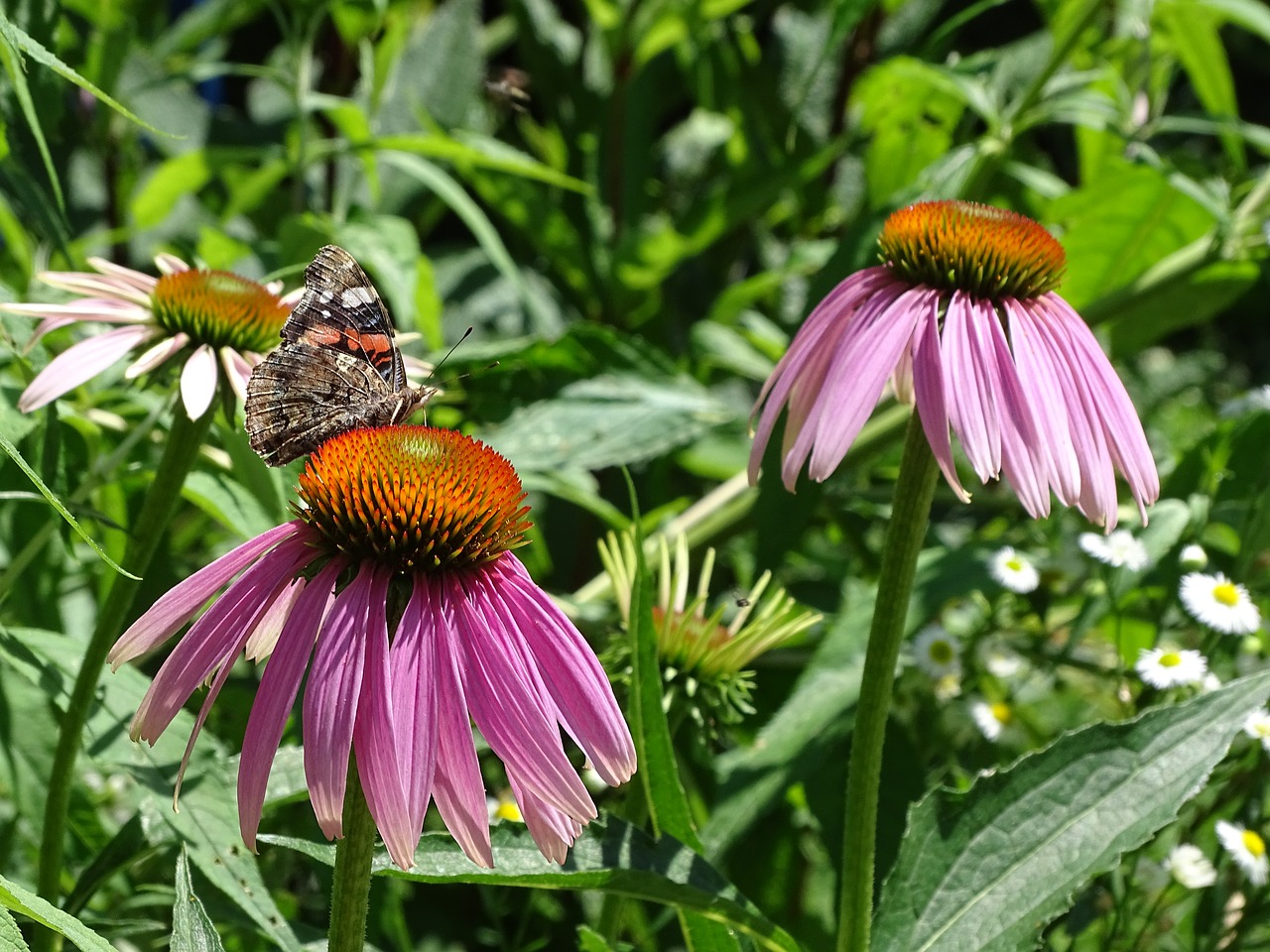 Image - echinacea purpurea sun hat echinacea