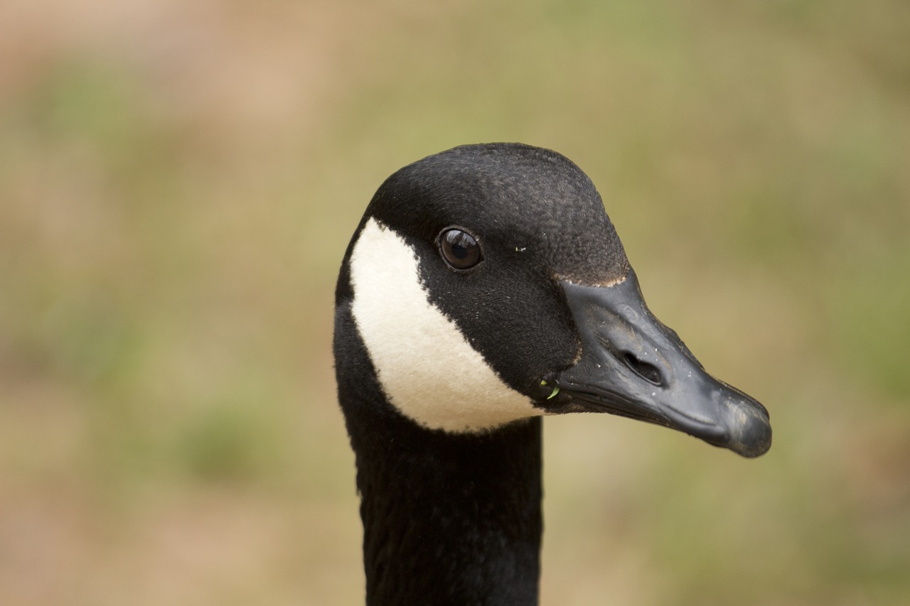 Image - canada goose bird wildlife head