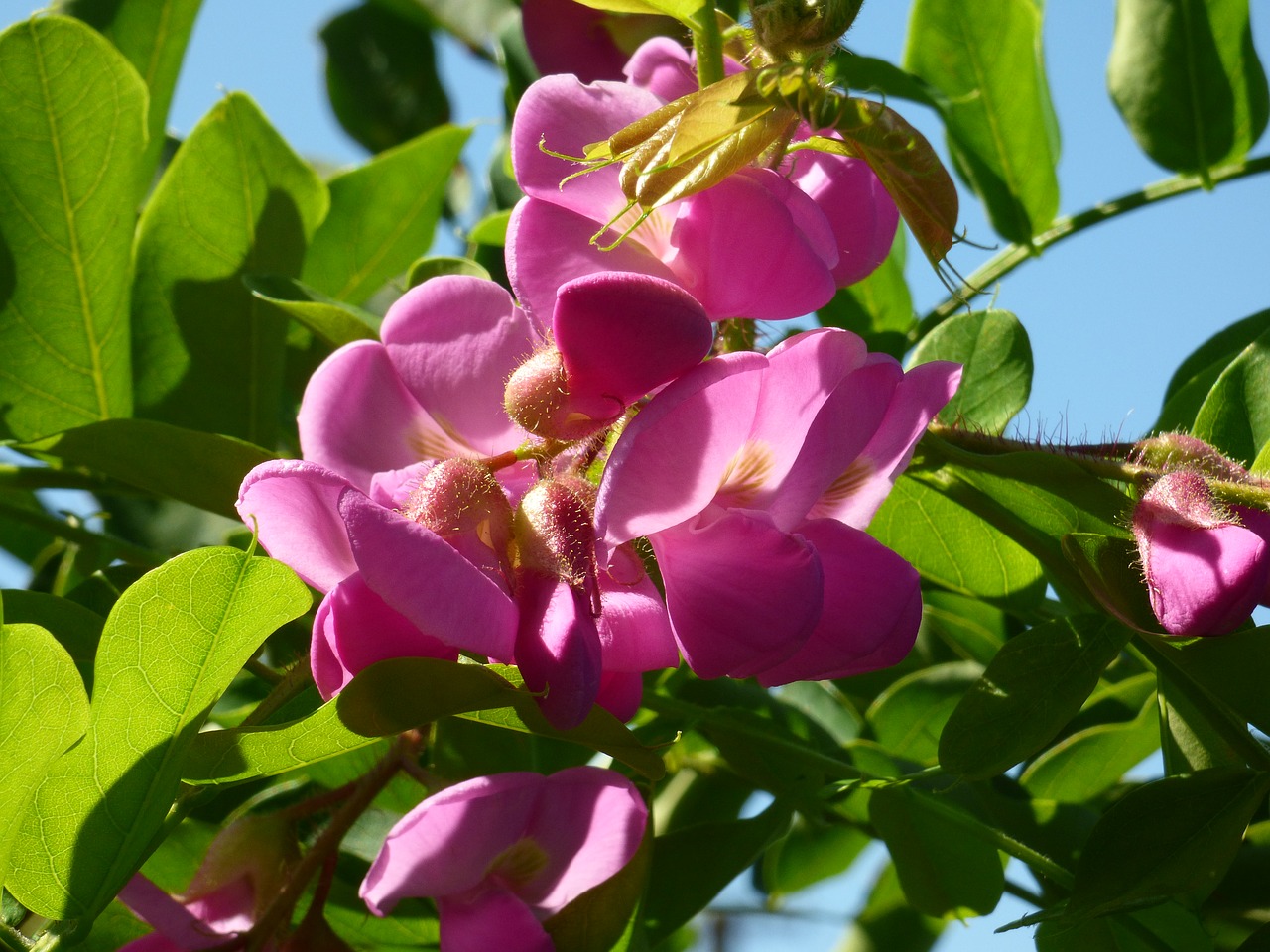 Image - flower acacia pink tree a branch