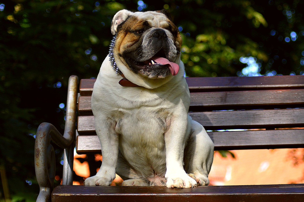 Image - english bulldog dog nature face