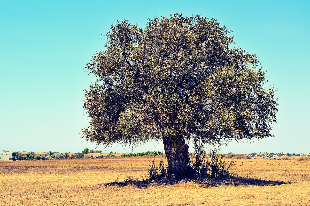 Image - olive tree field agriculture