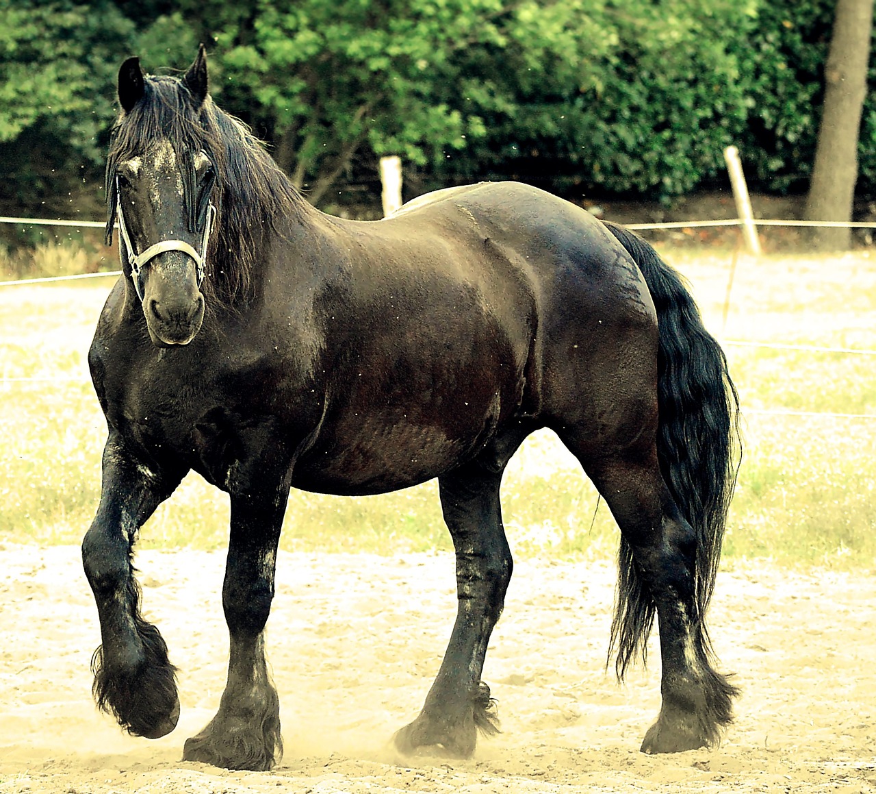 Image - horse stallion horse head pasture