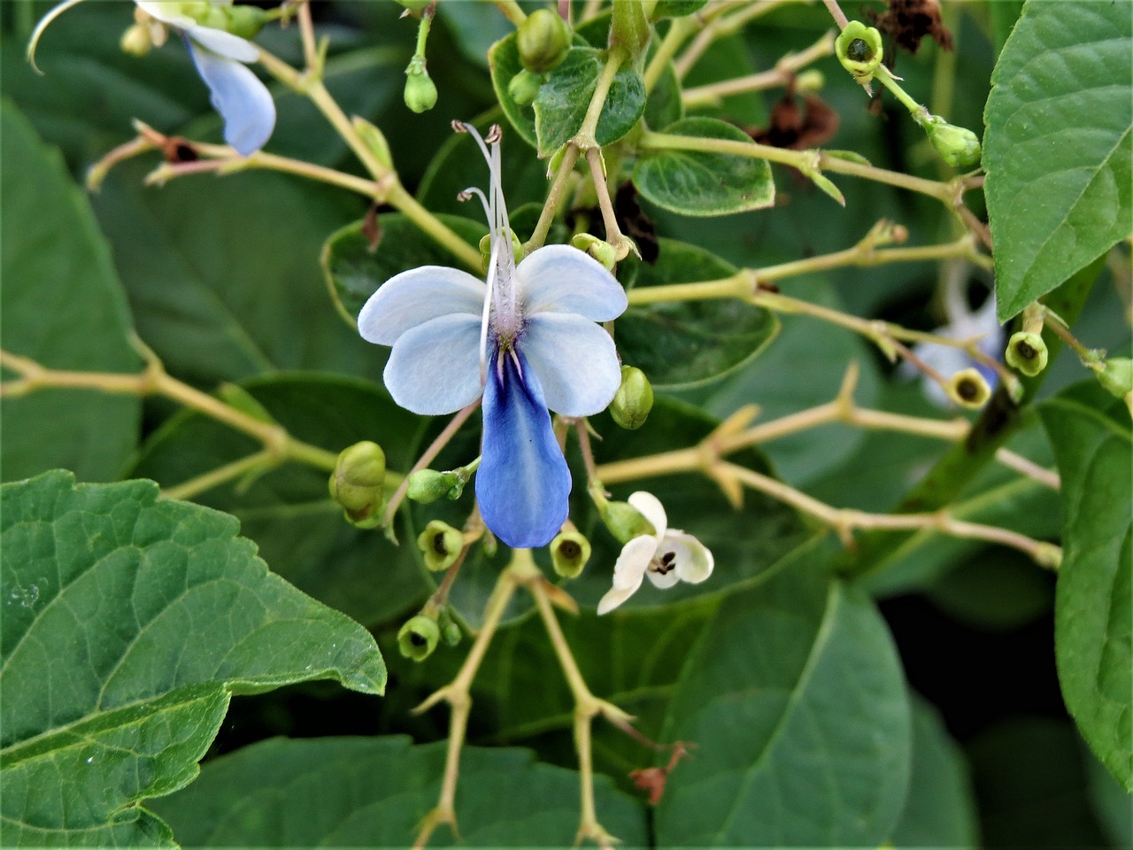 Image - flower blue green garden vine