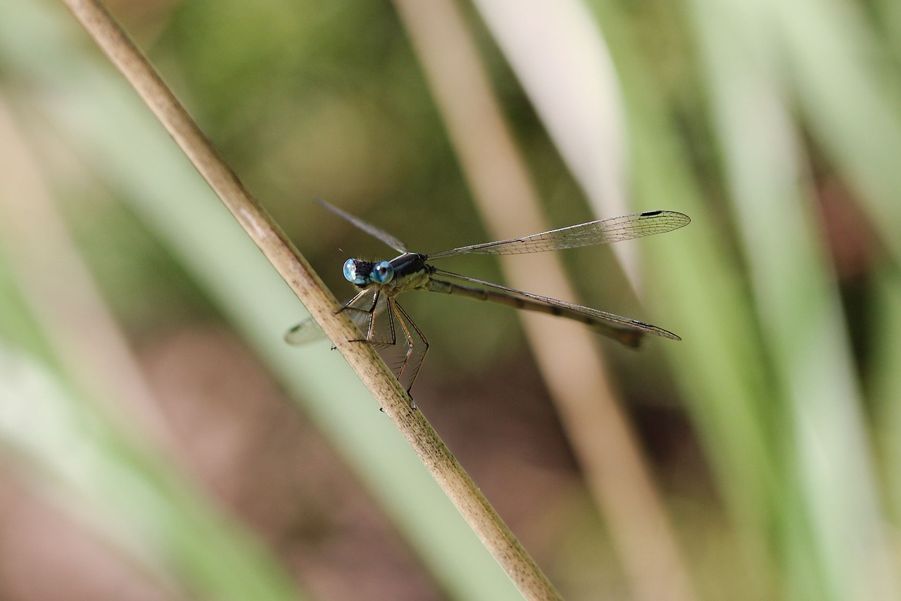 Image - damselfly dragonfly eyes insect