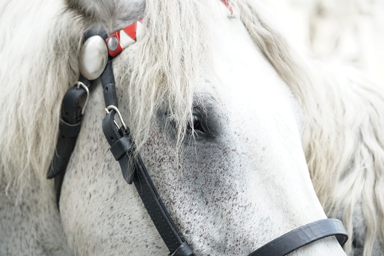 Image - horse monteaura kaltblut mold eye