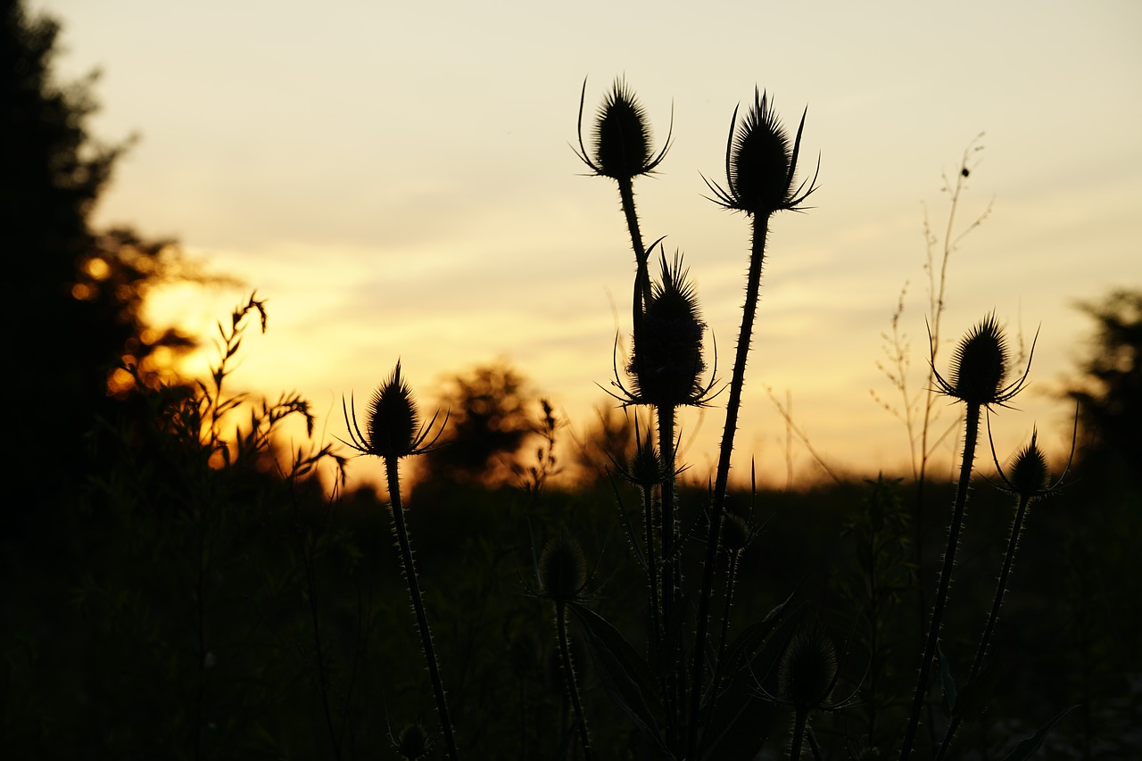 Image - sunset thistle silhouette mood sky