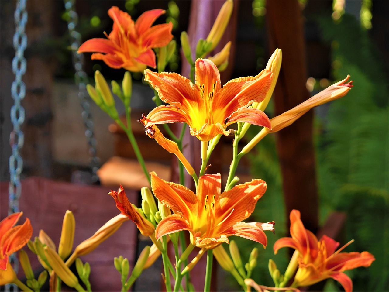 Image - flowers orange chalices