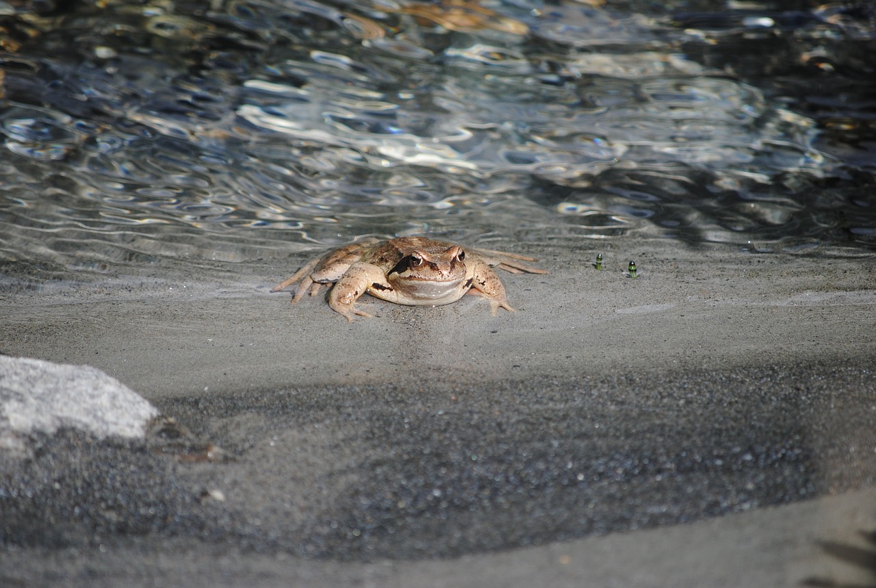 Image - thick toad water moist wet