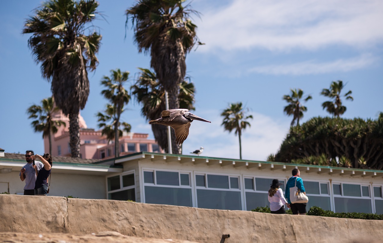 Image - pelican bird people walking