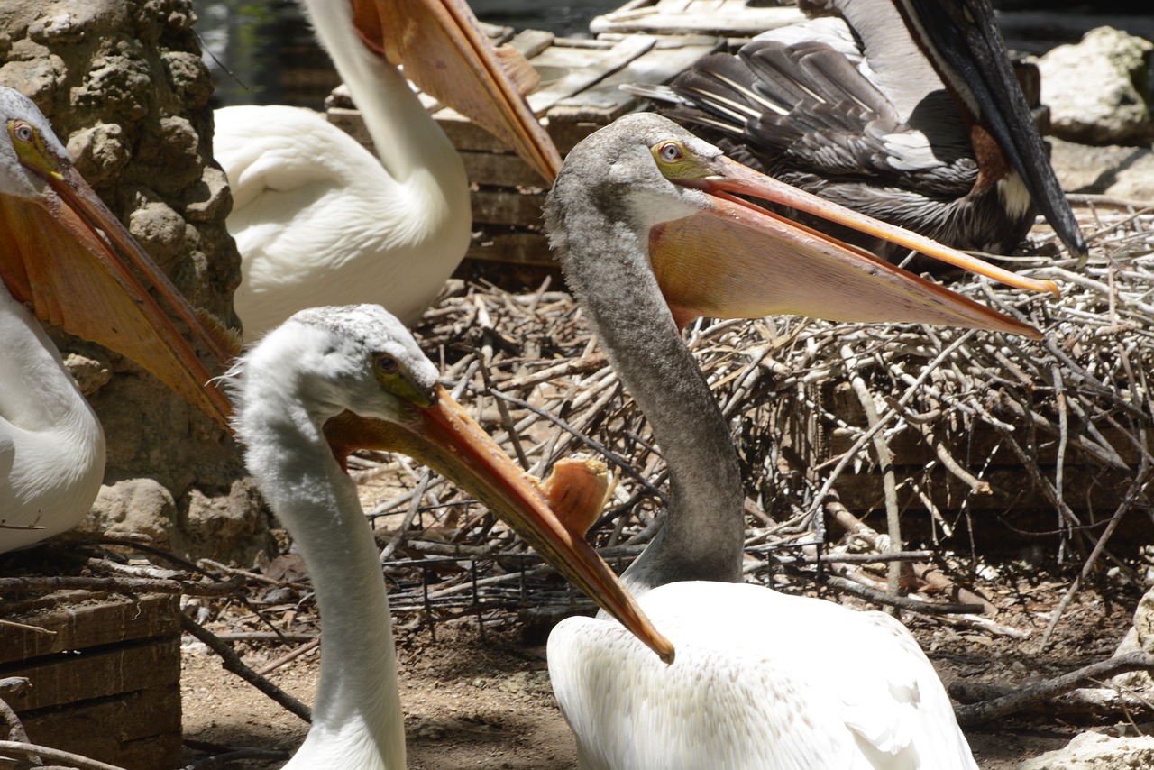 Image - white pelicans birds pelican