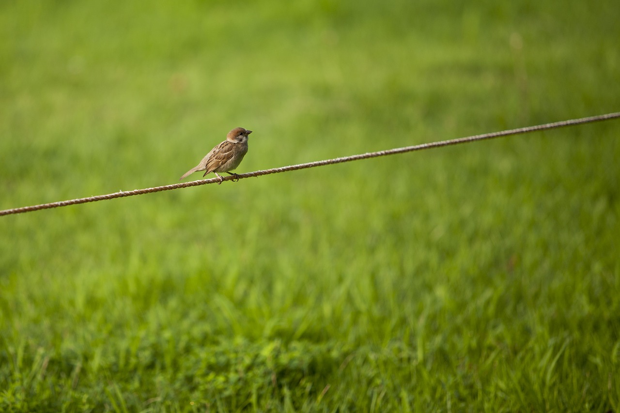 Image - sparrow grass break pause observed