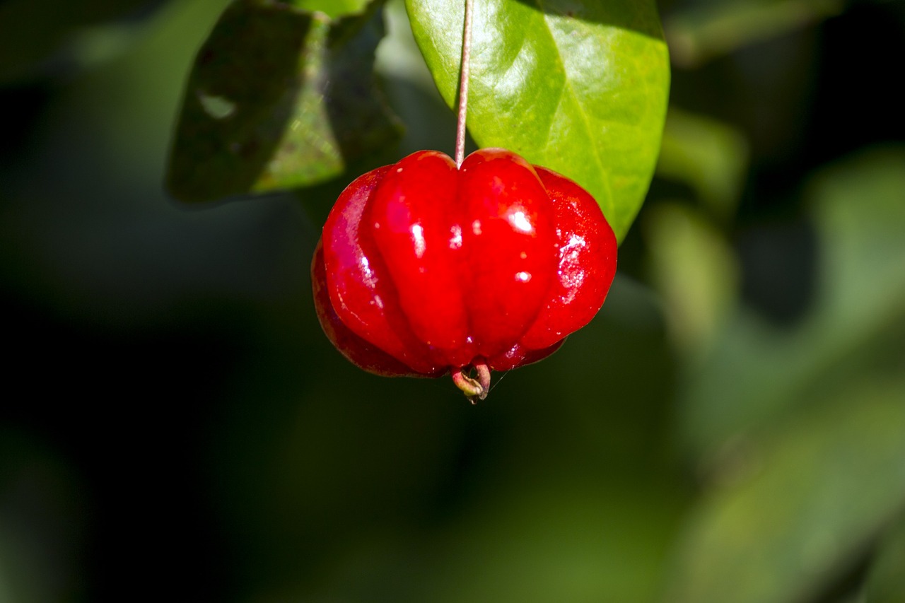 Image - cherry fruit red fruit orchard